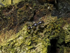 Cleridae