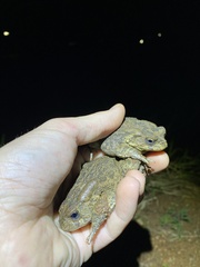 Sclerophrys gutturalis