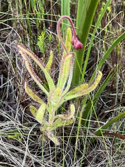 Drosera hilaris