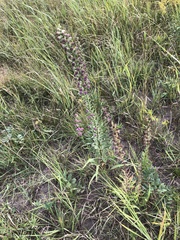 Liatris ligulistylis