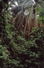 Cocoseae