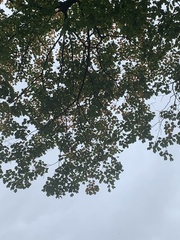 Acer nigrum