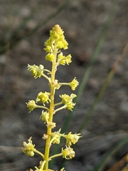 Reseda lutea