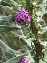 Liatris ligulistylis