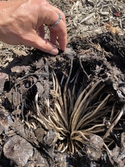 Coprinopsis