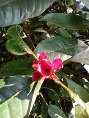 Psychotria nuda