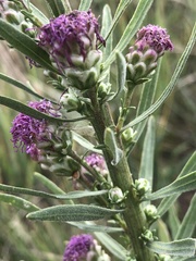 Liatris ligulistylis