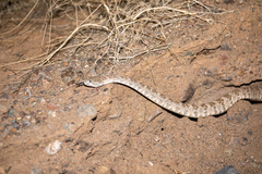 Crotalus pyrrhus