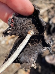 Coprinopsis