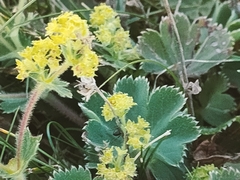 Alchemilla xanthochlora