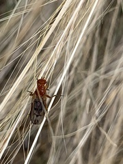 Sciomyzoidea