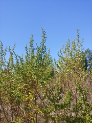Baccharis pilularis