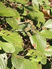 Alnus serrulata
