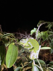 Chamaeleo dilepis