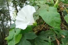 Calystegia sepium