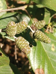 Alnus serrulata
