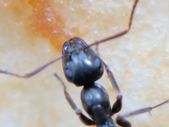 Formica subsericea