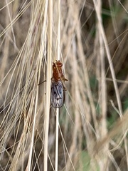 Sciomyzoidea