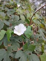 Calystegia sepium