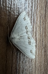 Scopula ornata