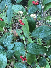 Cotoneaster rehderi