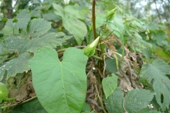 Calystegia sepium