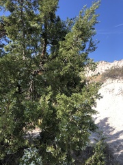 Juniperus scopulorum