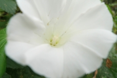 Calystegia sepium