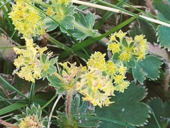 Alchemilla xanthochlora