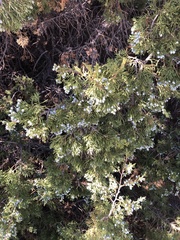 Juniperus scopulorum