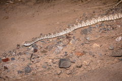 Crotalus pyrrhus