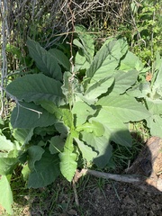 Verbascum