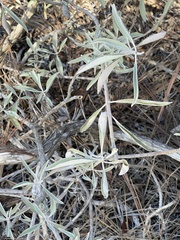 Salvia apiana