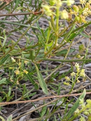 Reseda lutea