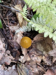 Gliophorus