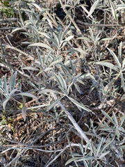 Salvia apiana