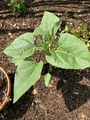 Helianthus annuus