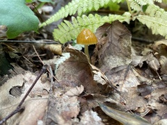 Gliophorus