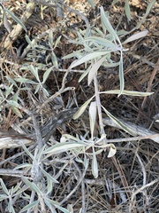 Salvia apiana