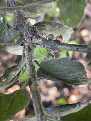 Callirhytis quercusagrifoliae