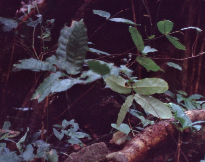 Landolphia owariensis