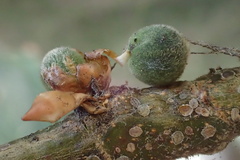 Callirhytis quercusagrifoliae