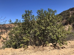 Rhus integrifolia × ovata