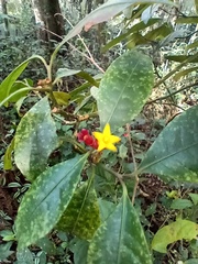 Psychotria nuda