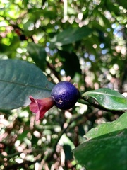 Psychotria nuda