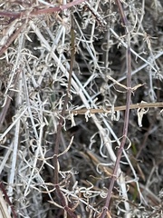 Galium angustifolium