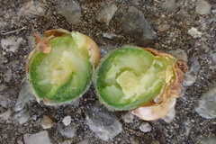 Callirhytis quercusagrifoliae