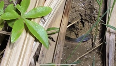 Lycodonomorphus rufulus