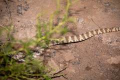 Crotalus pyrrhus