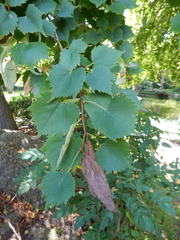 Tilia mongolica